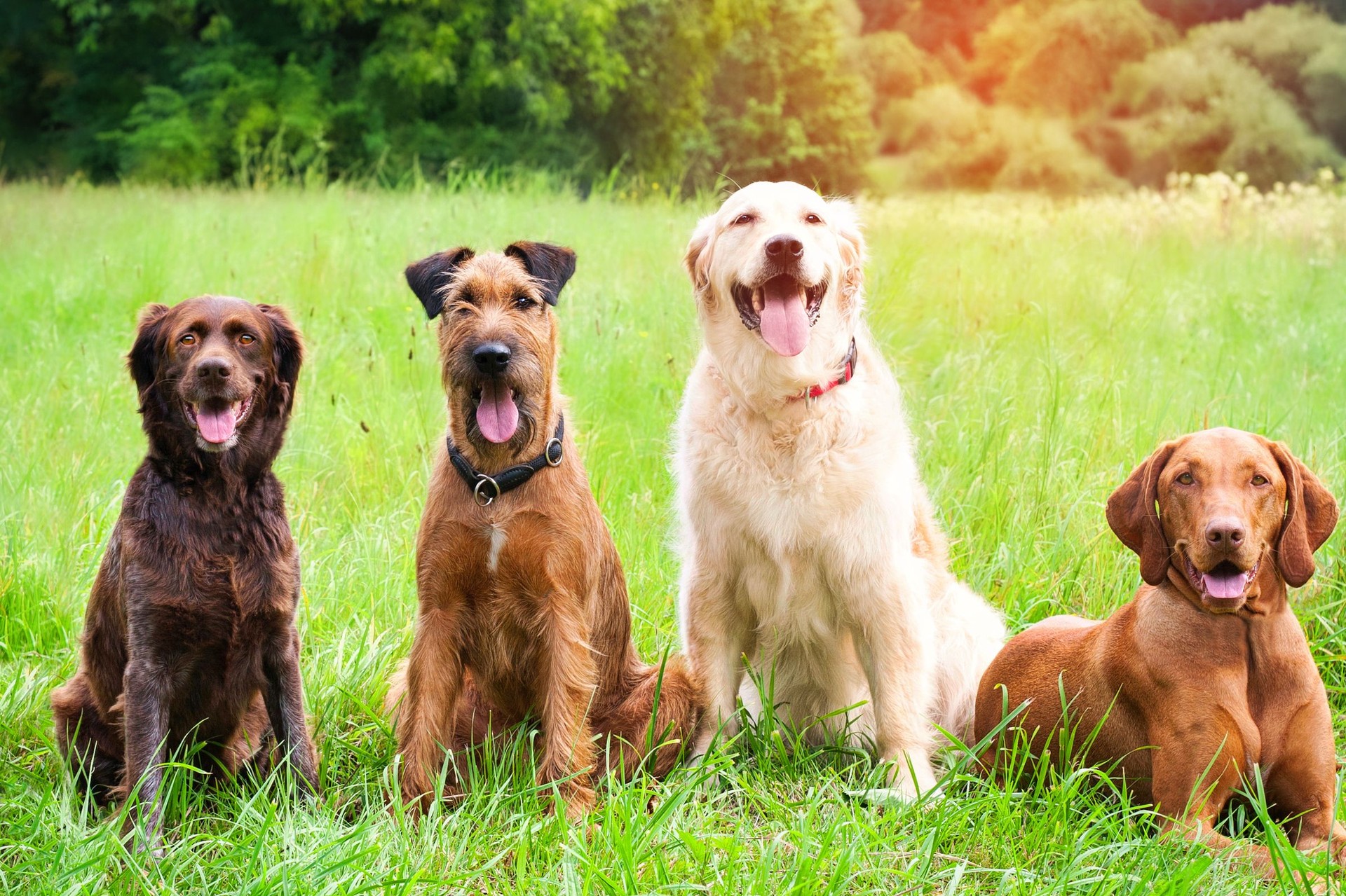 Four dogs in dog school outdoor