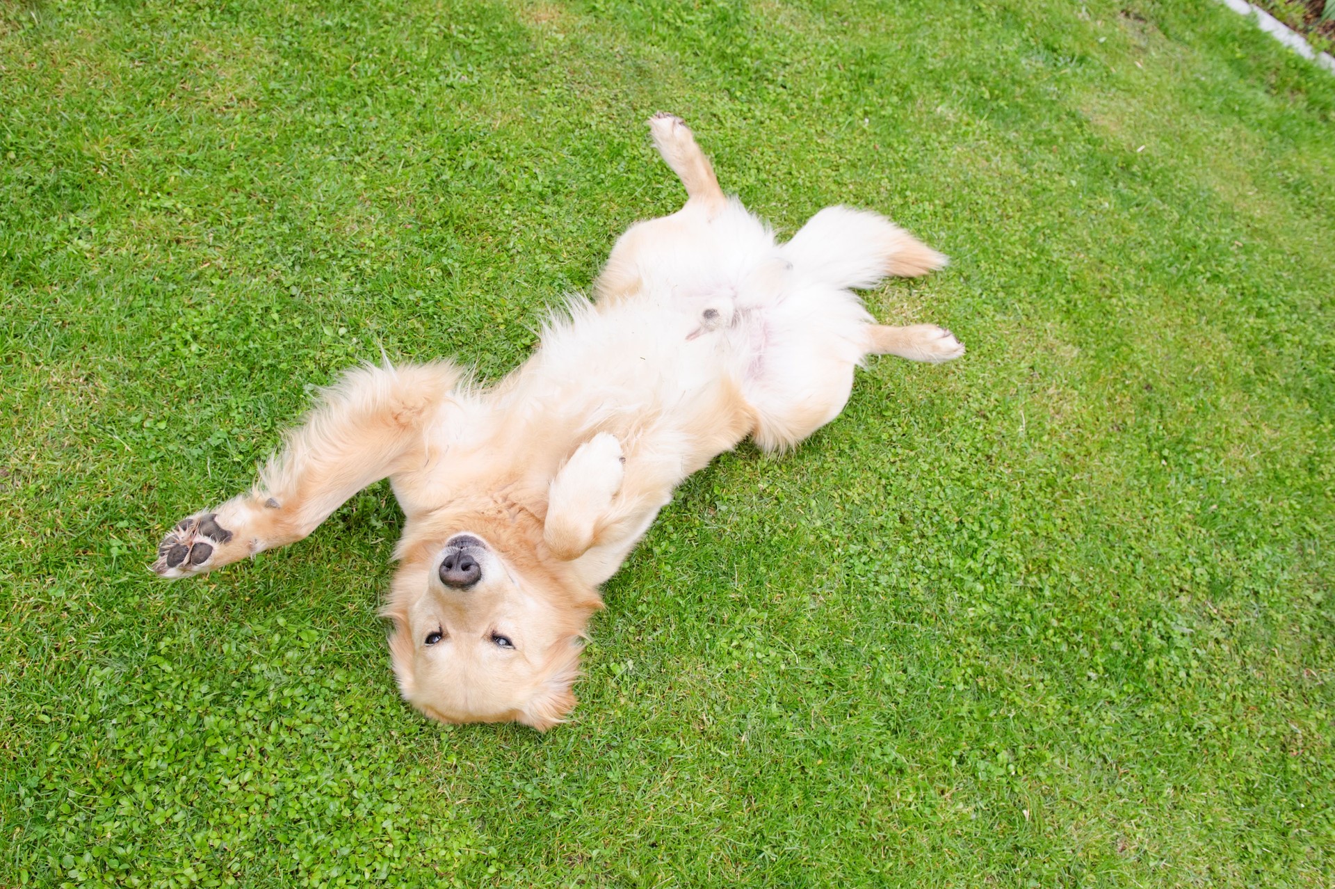 Golden retriever rolling around